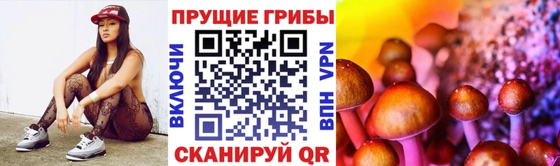 где продают   blacksprut ссылки  Псилоцибиновые грибы мицелий  Гаврилов Посад 